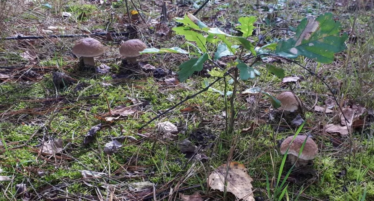 Atrakcje - Ciekawostki - Rekreacja, Grzybiarze powiatu sokołowskiego prezentują swoje zbiory - zdjęcie, fotografia