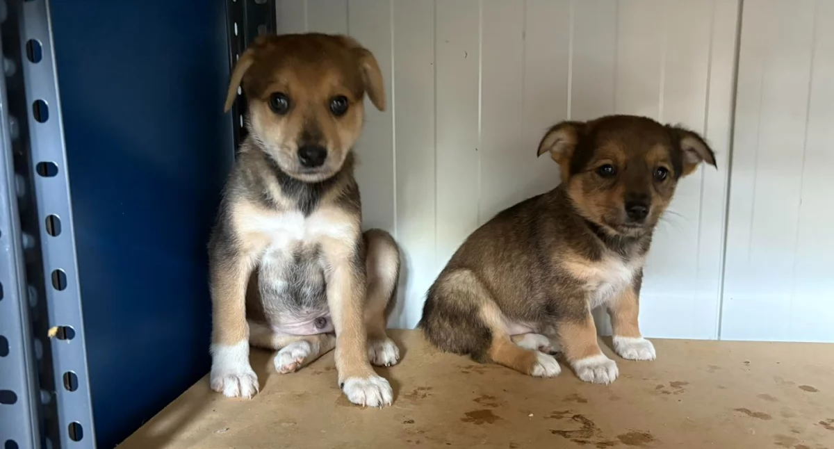 FOT. ARCHIWUM SCHRONISKA