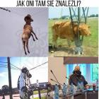 Fotka nr 4 z 14