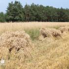 zdjęcie nr 80