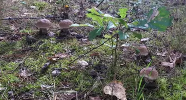 Grzybiarze z powiatu sokołowskiego prezentują swoje zbiory