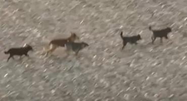 Wataha psów zaatakowała dwa koty i dziecko w gminie Bielany? [Uzupełnione]