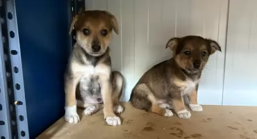 Psy w sokołowskim schronisku są wychuchane, wyczesane...