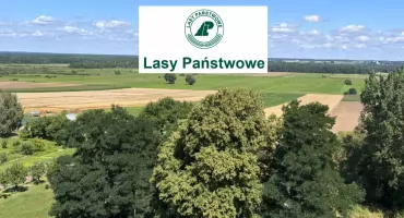 Ogłoszenie Nadleśnictwa Sokołów w sprawie zakupu lasów lub gruntów przeznaczonych pod zalesienie