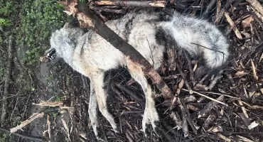 Szary wilk padł ofiarą kłusowników pod Kosowem Lackim