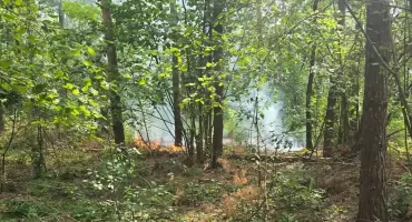 Las się zapalił w trzech miejscach jednocześnie...