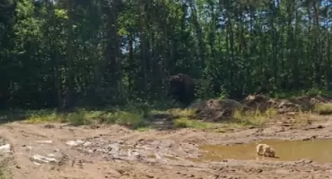 Potężny żubr dotarł do powiatu sokołowskiego. Mamy zdjęcie...